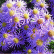 Aster