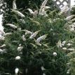 Buddelia - White