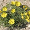 Texas Primrose