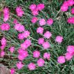 Dianthus