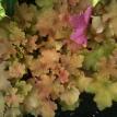 Heuchera