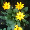 Coreopsis