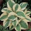 Pilgrim Varigated Hosta
