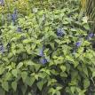 Black and Blue Salvia